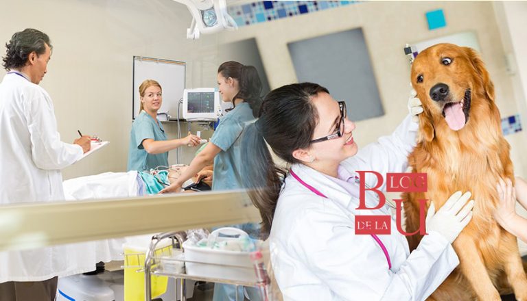 Que significa Estudiar medicina